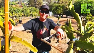 HOW TO REPLACE YOUR DRAGON FRUIT POTTING SOIL / STEP by STEP / ADDING a LARGE DF to a POT