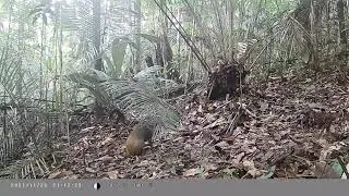 Friends of Rio - Amazon Rainforest - Camera Traps - Red Rumped Agouti