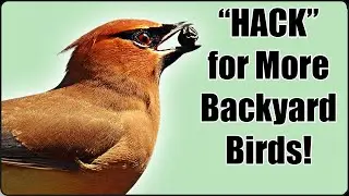 Hackberry a Hit with Backyard Birds and Caterpillars!