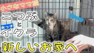 バイバイこっちゃん！ちびママ猫こつぶが向かった、ずっとのお家は…！？