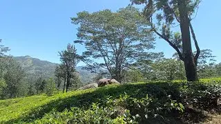 Xiaomi Redmi 9 Photos & Videos Sample Captured On Nature Original Clips