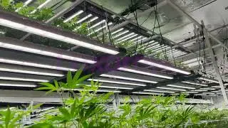 LPC Grow Light Indoor plants Product Cases
