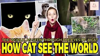 The World, As Seen Through The Eyes Of A Cat - How Cat See The World 😎 | Nectar Channel