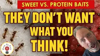 Protein vs Sugar Ant Baits | Which Ant Bait Works Best?