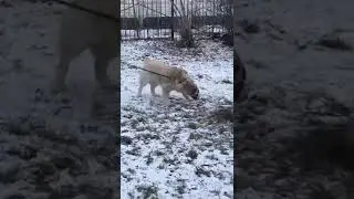 🕊 Спасли бродягу алабая! Медведицу назвали Аврора! Пост под видео #dog #алабай #animals #животные