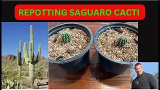 REPOTTING SAGUARO CACTI