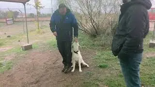Obediencia cachorro labrador 6 meses
