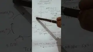 ATP Calculation in Aerobic Respiration.