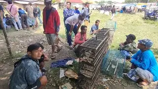 BURUNG PULUHAN RIBU GACOR BISA LAKU RATUSAN BIRU