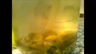 Corbicula feeding on algae culture (3)
