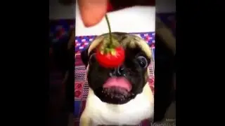Pug eating strawberry