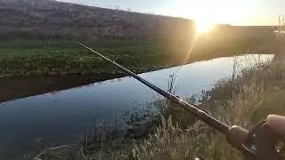 FIRST FROG FISH AND TOP WATER OF THE YEAR JUNE TOP WATER MONTH