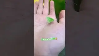 Green moth 🤩💚(don&rsquo;t mind the dirty hand lol) #moth #bug #green #cool #pretty #outside #nature