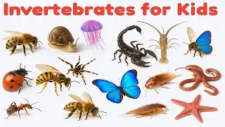 Invertebrates Vocabulary for Kids | Learn Invertebrates with Fun Facts and Real videos