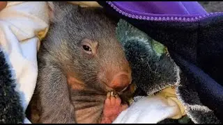 Bat rescue daily life:  transferring animals during CoVid times