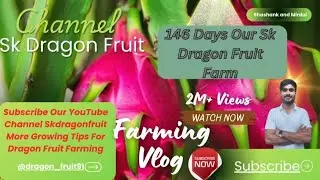 Dragon Fruit Farming in Uttar Pradesh | Complete Guide & High Profit Tips for Beginners 2025 #viral 