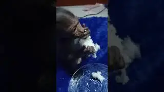 Adorable monkey pimpim-mi eating rice. Delicious 🤤