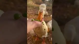 Duck eating peas.