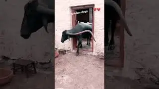 OMG 🤔Amazing big horns Buffalo🐃/ first time see/ 👍