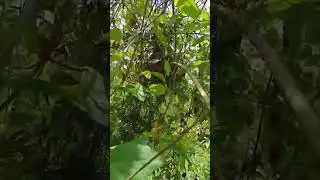 MOUSE NEST INTRUDE!!