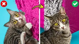 Clever Pet Gadgets And Hacks For Dog And Cat Owners