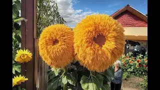 Giant Teddy Bear Sunflower | Top 10 Most Beautiful Flowers in the World