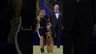 The #AiredaleTerrier is known as the King of Terriers