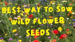 HOW TO MAKE  A WILD FLOWER SLURRY THATS SURE TO INCREASE GERMINATION IN SPRING 