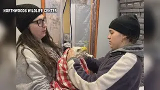 Northwoods Wildlife Center caring for eagle found sitting on side of the road