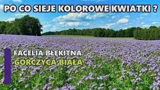 FACELIA I GORCZYCA - JAKI JEST SENS SIEWU ?