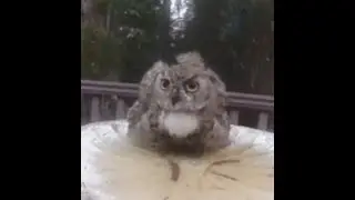 2025 20 September 6:36 am #owl