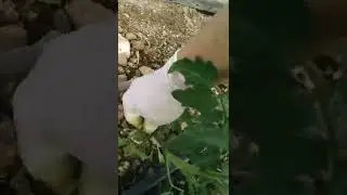 serada domates yetiştiriciliği