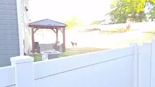 Harpers Landing Garner NC HOA Dog Barking
