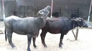 &ldquo;Buffalo Shows True Strength Today!&rdquo;