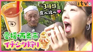【秋の味覚】イチジク狩りで3種類を食べ比べ！映えスイーツも登場