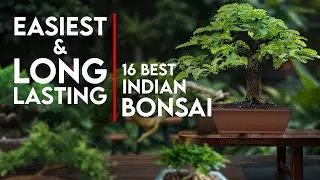16 Best Bonsai Trees for Beginners in India | Easy-Care, Hardy & Long-Lasting Bonsai Plants