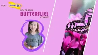 How To Raise Butterflies At Home