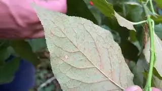 Euonymus occidentalis, Celastraceae