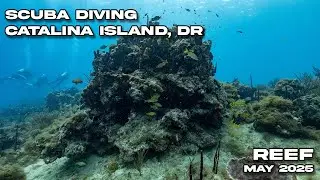 Diving Catalina Island Reef in Bayahibe, DR | May 6 2025 | 4k Video