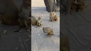 monkey short।#new #video #monkey #eating #food #free #lifestyle #masti #video #short #shorts #sorts