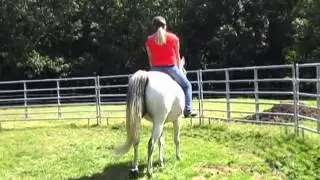 A student rehabbing a horse in Dr. Cook's bitless bridle