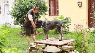 Obedience - basic positions on the table