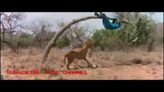 When hunter becomes hunted: ha ha ha