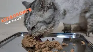 ASMR MUKBANG CAT EATING CATFOOD BOREAL