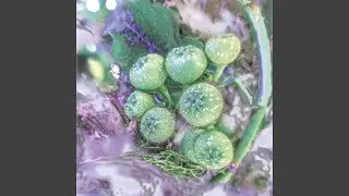 Blue Marble
