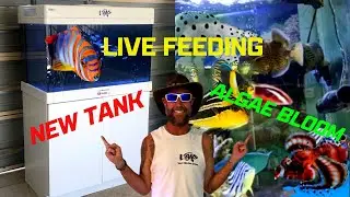 Bacterial bloom NEW Aquarium and live feeding 🤙🏽 SWS