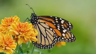 January 15, 2016 &ndash; Butterfly Garden | CNTV News S7 &bull; E2
