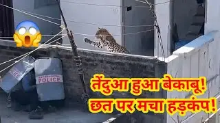 Nagpur Leopard Rescue | Leopard Ghar Me Ghus Gaya | Forest Department Ka Live Rescue Operation