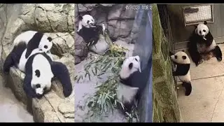 2021-05-28 Xiao Qi Ji ~ Milk Coma, Apple Thief, & Giving Momma Grief