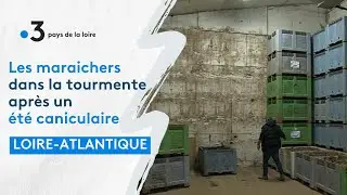 Les maraichers nantais dans la tourmente après un été 2022 caniculaire